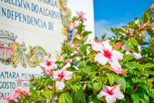 Photos Espagne, fleurs colorées