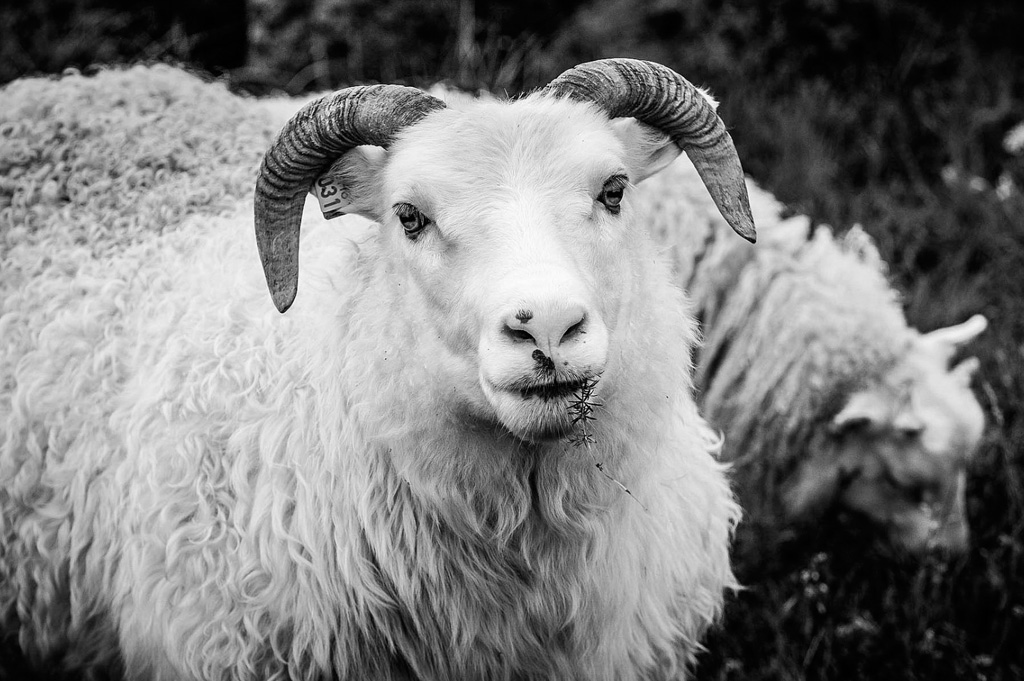 Photos Islande, mouton en train de paître