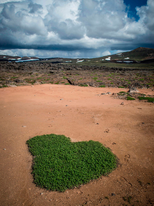Photos Islande, touffe d'herbe en forme de coeur