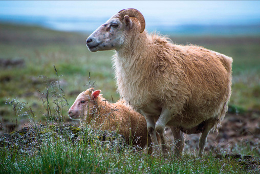 Photos Islande, un mouton avec son petit