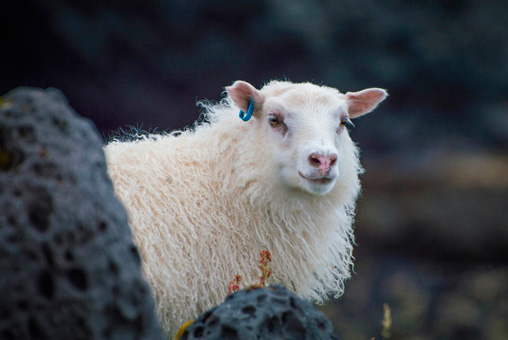 Photos Islande, petit agneau