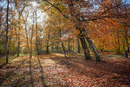 Séance famille grossesse, photo extérieure, Forêt de Fontainebleau