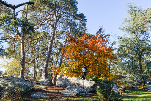 Séance famille grossesse, photo extérieure, Forêt de Fontainebleau